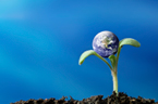 Plant/Globe Image