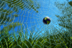Plant/Globe Image